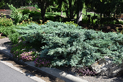 Blue Pfitzer Juniper (Juniperus x media 'Pfitzeriana Glauca') at Creekside Home & Garden