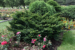 Morden Japanese Yew (Taxus cuspidata 'Morden') at Creekside Home & Garden