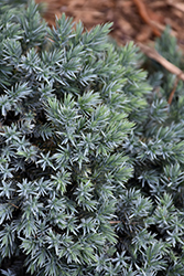 Blue Star Juniper (Juniperus squamata 'Blue Star') at Creekside Home & Garden