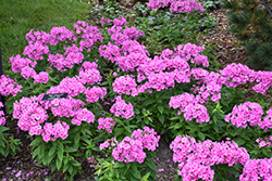 Flame Pink Garden Phlox (Phlox paniculata 'Flame Pink') at Creekside Home & Garden