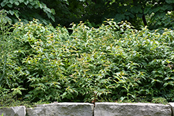 Bush Honeysuckle (Diervilla lonicera) at Creekside Home & Garden
