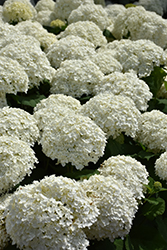 Incrediball Hydrangea (Hydrangea arborescens 'Abetwo') at Creekside Home & Garden