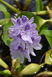 Water Hyacinth (Eichhornia crassipes) at Creekside Home & Garden