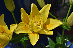 Fata Morgana Lily (Lilium 'Fata Morgana') at Creekside Home & Garden