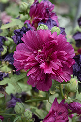 Queeny Purple Hollyhock (Alcea rosea 'Queeny Purple') at Creekside Home & Garden