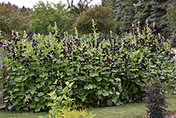 Black Hollyhock (Alcea rosea 'Nigra') at Creekside Home & Garden