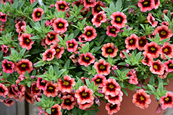 Superbells Coralberry Punch Calibrachoa (Calibrachoa 'Superbells Coralberry Punch') at Creekside Home & Garden