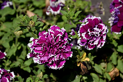 Pirouette Purple Petunia (Petunia 'Pirouette Purple') at Creekside Home & Garden
