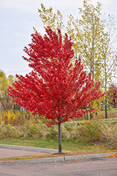 Autumn Spire Red Maple (Acer rubrum 'Autumn Spire') at Creekside Home & Garden