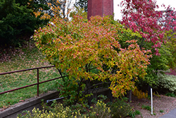 Winterberry (Ilex verticillata) at Creekside Home & Garden