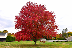 Red Maple (Acer rubrum) at Creekside Home & Garden