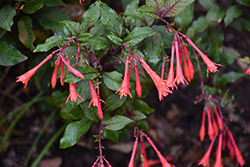 Gartenmeister Fuchsia (Fuchsia 'Gartenmeister Bonstedt') at Creekside Home & Garden