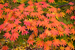 Japanese Maple (Acer palmatum) at Creekside Home & Garden