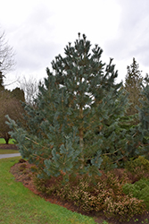 Limber Pine (Pinus flexilis) at Creekside Home & Garden