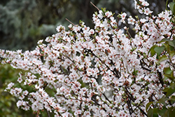 Nanking Cherry (Prunus tomentosa) at Creekside Home & Garden