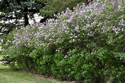 Katherine Havemeyer Lilac (Syringa vulgaris 'Katherine Havemeyer') at Creekside Home & Garden