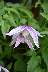 Willy Clematis (Clematis alpina 'Willy') at Creekside Home & Garden