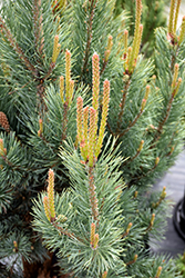 Dwarf Blue Scotch Pine (Pinus sylvestris 'Glauca Nana') at Creekside Home & Garden