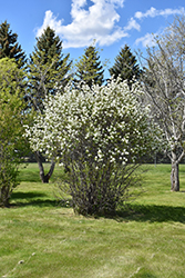 Smokey Saskatoon (Amelanchier alnifolia 'Smokey') at Creekside Home & Garden