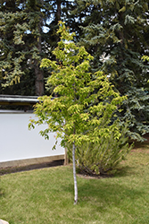 Amur Maple (tree form) (Acer ginnala '(tree form)') at Creekside Home & Garden