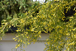 Lorbergii Peashrub (Caragana arborescens 'Lorbergii') at Creekside Home & Garden