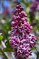 Sensation Lilac (Syringa vulgaris 'Sensation') at Creekside Home & Garden