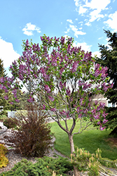 Sensation Lilac (Syringa vulgaris 'Sensation') at Creekside Home & Garden
