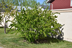 Peashrub (Caragana arborescens) at Creekside Home & Garden