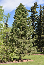 Yellow Pine (Pinus ponderosa) at Creekside Home & Garden