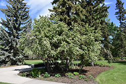 Thiessen Saskatoon (Amelanchier alnifolia 'Thiessen') at Creekside Home & Garden
