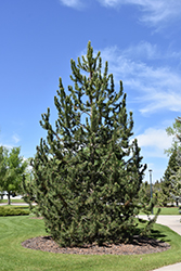 Mountain Pine (Pinus uncinata) at Creekside Home & Garden