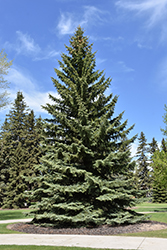 Blue Colorado Spruce (Picea pungens 'var. glauca') at Creekside Home & Garden