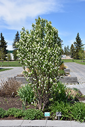 Standing Ovation Saskatoon Berry (Amelanchier alnifolia 'Obelisk') at Creekside Home & Garden