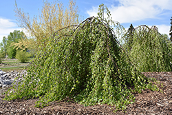 Young's Weeping Birch (Betula pendula 'Youngii') at Creekside Home & Garden