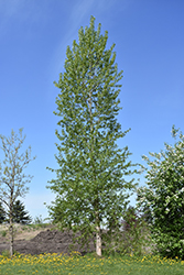 Balsam Poplar (Populus balsamifera) at Creekside Home & Garden