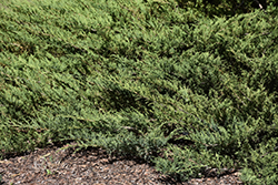 Blue Danube Juniper (Juniperus sabina 'Blue Danube') at Creekside Home & Garden