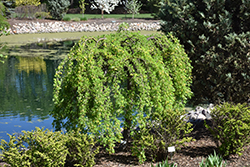 Weeping Peashrub (Caragana arborescens 'Pendula') at Creekside Home & Garden