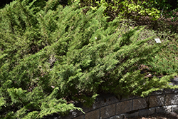 Skandia Juniper (Juniperus sabina 'Skandia') at Creekside Home & Garden