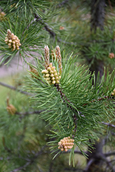 Lodgepole Pine (Pinus contorta 'var. latifolia') at Creekside Home & Garden