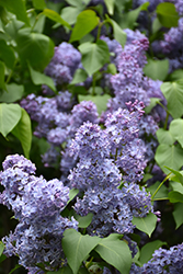 Wedgewood Blue Lilac (Syringa vulgaris 'Wedgewood Blue') at Creekside Home & Garden