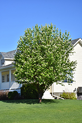 Amur Cherry (Prunus maackii) at Creekside Home & Garden