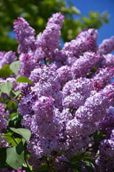 Common Lilac (Syringa vulgaris) at Creekside Home & Garden