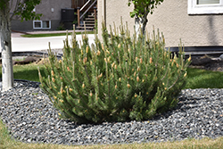 Mugo Pine (Pinus mugo) at Creekside Home & Garden