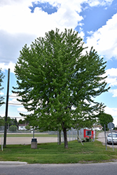 Silver Maple (Acer saccharinum) at Creekside Home & Garden