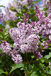 Minuet Lilac (Syringa x prestoniae 'Minuet') at Creekside Home & Garden