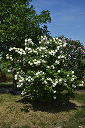 Snowball Viburnum (Viburnum opulus 'Roseum') at Creekside Home & Garden