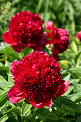 Red Charm Peony (Paeonia 'Red Charm') at Creekside Home & Garden