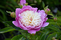 Bowl Of Beauty Peony (Paeonia 'Bowl Of Beauty') at Creekside Home & Garden