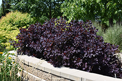 Royal Purple Smokebush (Cotinus coggygria 'Royal Purple') at Creekside Home & Garden