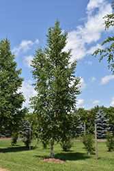 Prairie Dream Paper Birch (Betula papyrifera 'Varen') at Creekside Home & Garden